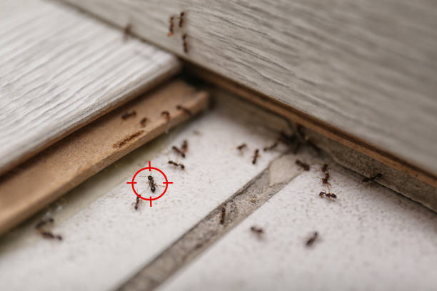 Best Exterminator Services  in Saugatuck, CT
